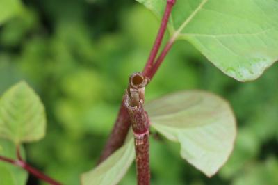 Reynoutria japonica