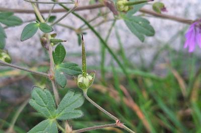 Geranium pyrenaicum