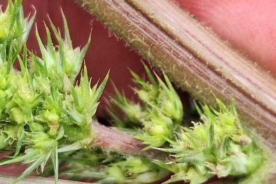 Amaranthus hybridus