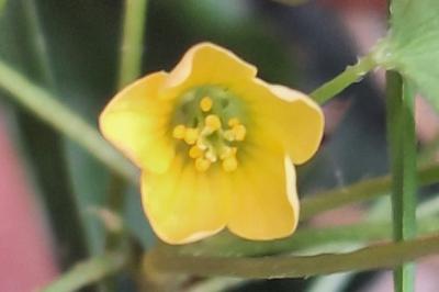Oxalis dressé