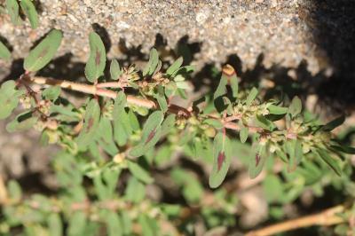 Euphorbe maculée