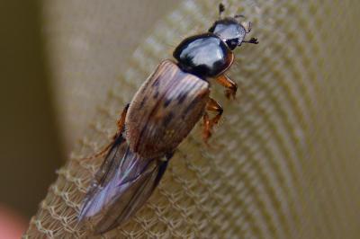 Nimbus contaminatus