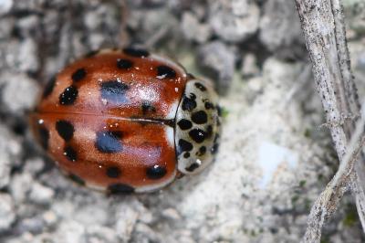 Harmonia quadripunctata