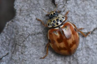 Harmonia quadripunctata