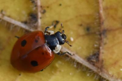 Adalia bipunctata
