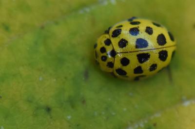 Psyllobora vigintiduopunctata