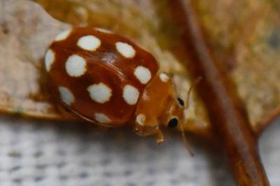 Vibidia duodecimguttata