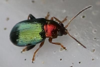 Crepidodera aurata