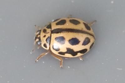 Tytthaspis sedecimpunctata
