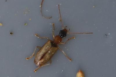 Demetrias atricapillus