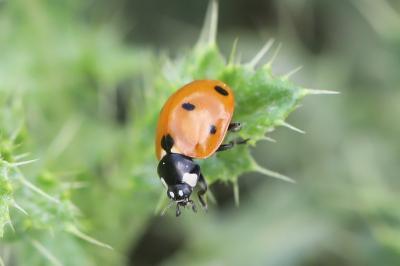<i>Coccinella septempunctata</i>