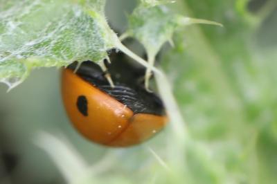 <i>Coccinella septempunctata</i>