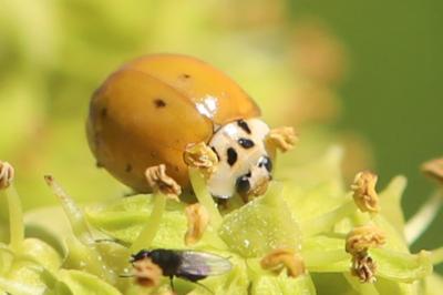 <i>Harmonia axyridis</i>