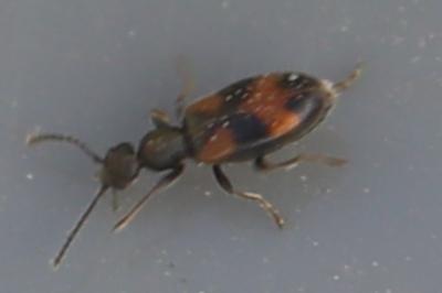 <i>Anthicus antherinus</i>