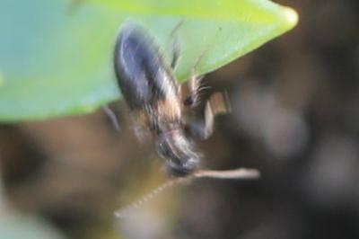 <i>Hirticollis hispidus</i>