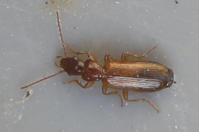 <i>Paradromius linearis</i>
