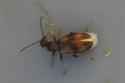 <i>Anthicus antherinus</i>