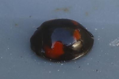 <i>Exochomus quadripustulatus</i>