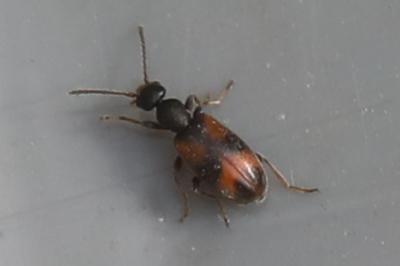 <i>Anthicus antherinus</i>