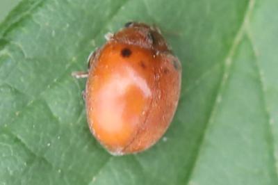 <i>Subcoccinella vigintiquatuorpunctata</i>