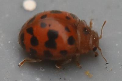 <i>Subcoccinella vigintiquatuorpunctata</i>