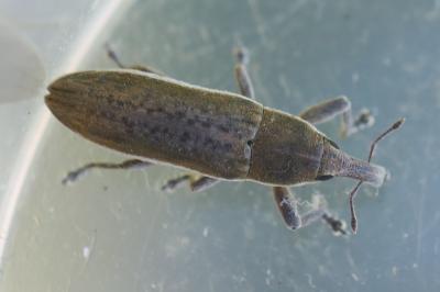 <i>Lixus juncii</i>