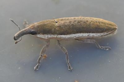 <i>Lixus juncii</i>