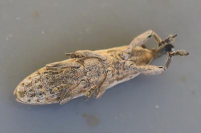 <i>Lixus juncii</i>