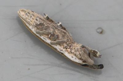 <i>Lixus juncii</i>