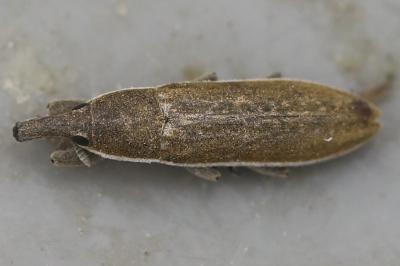 <i>Lixus juncii</i>