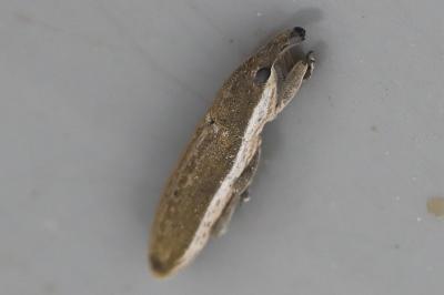 <i>Lixus juncii</i>
