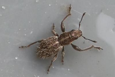 <i>Andrion regensteinense</i>