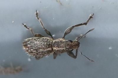 <i>Andrion regensteinense</i>