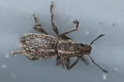 Andrion regensteinense