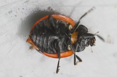 <i>Coccinella septempunctata</i>