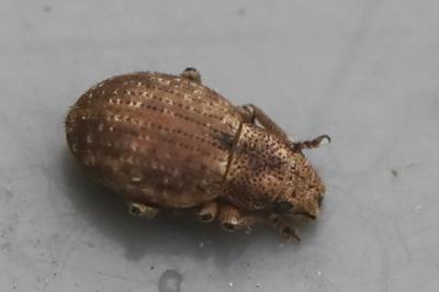 <i>Strophosoma capitatum</i>