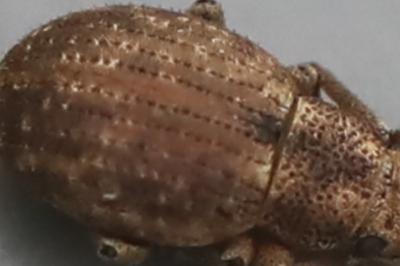 <i>Strophosoma capitatum</i>