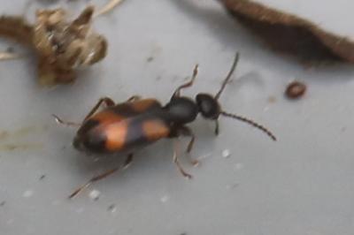 <i>Anthicus antherinus</i>