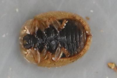 <i>Hypocassida subferruginea</i>