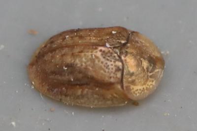 <i>Hypocassida subferruginea</i>