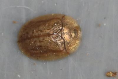 <i>Hypocassida subferruginea</i>
