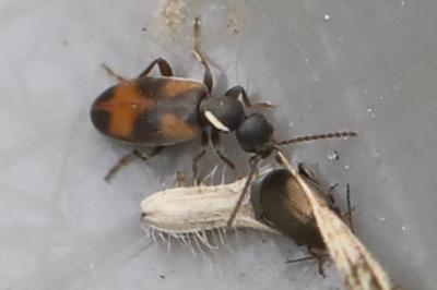<i>Anthicus antherinus</i>