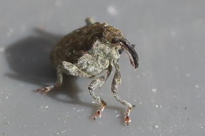 <i>Parethelcus pollinarius</i>