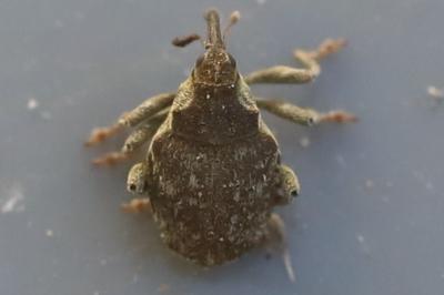 <i>Parethelcus pollinarius</i>
