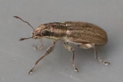 <i>Sitona</i>