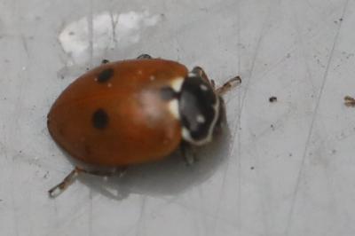 <i>Hippodamia variegata</i>