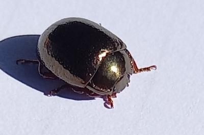 <i>Chrysolina bankii</i>