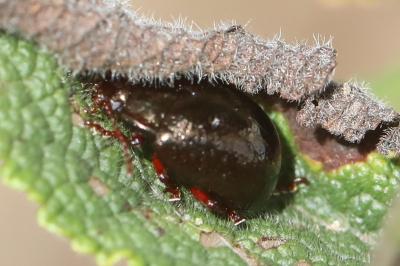 <i>Chrysolina bankii</i>