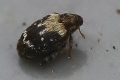 <i>Orchestes hortorum</i>
