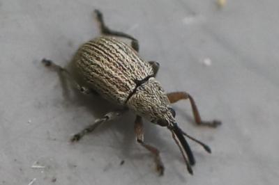 <i>Exapion</i>